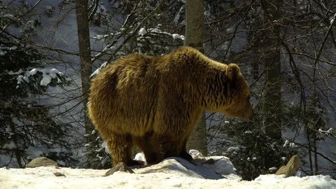 Brown bears in the winter forest. A big bear strolls through white snow. Stock Footage 88279966