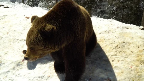 Brown bears in the winter forest. A big bear lies on the snow. The bear sniffs Stock Footage 88283081