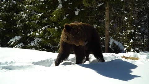Brown bears in the winter forest. A big bear strolls through white snow. Stock Footage 88283711