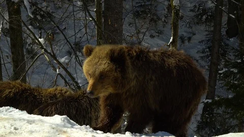 Brown bears in the winter forest. The little bear runs through the forest. Stock Footage 88280132
