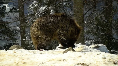 Brown bears in the winter forest. One little bear cub eats in the snow. Stock Footage 88277161