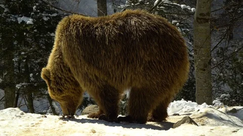 Brown bears in the winter forest. One bear eats in the snow. Stock Footage 88280262