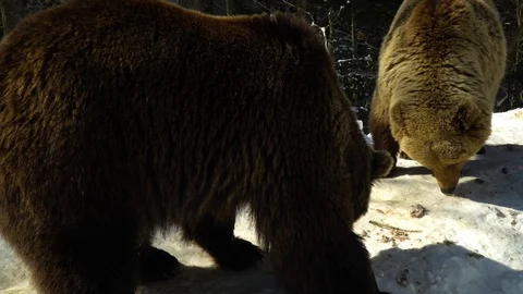 Brown bears in the winter forest. Three bears eat in the snow. Stock Footage 88280850