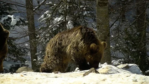 Brown bears in the winter forest. Two bears eat in the snow. Stock Footage 88277331