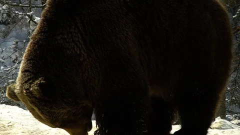 Brown bears in the winter forest. Two bears eat in the snow. Slow motion. Stock Footage 88277663