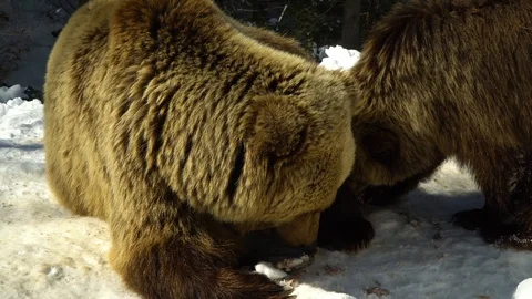 Brown bears in the winter forest. Two bears eat in the snow. Mom and her cub. Stock Footage 88280532