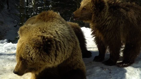 Brown bears in the winter forest. Two bears eat in the snow. Mom and her cub. Stock Footage 88280534