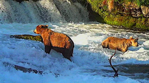 Brown Bears:  Young Bear Actively Pursues Fish in Sweet Afternoon Light Stock Footage 50305180