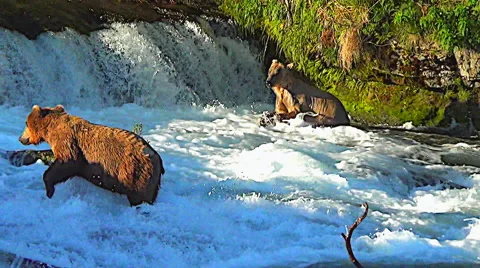 Brown Bears:  A Young Brown Bear Actively Pursues Fish in Sweet Afternoon Light Stock Footage 50378054