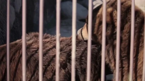 Brown bears in zoo Stock Footage 85360276