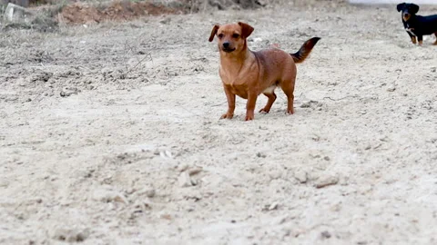 A brown beautiful dog is watching at the camera Stock Footage 164208286