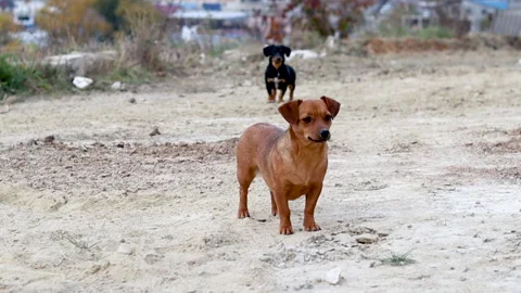 A brown beautiful dog is watching at the camera Stock Footage 164208519