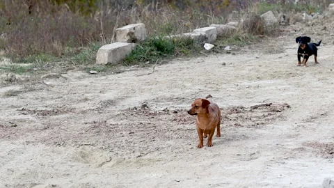 A brown beautiful dog is watching at the camera and shake the tail Stock Footage 164208627