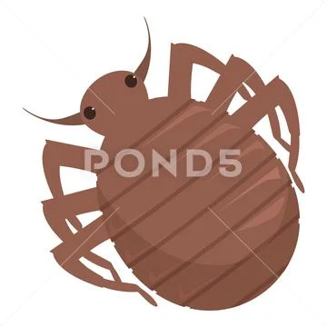 Brown bed bug insect spreading its legs on white background ...
