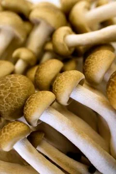 Brown beech mushroom Stock Photos