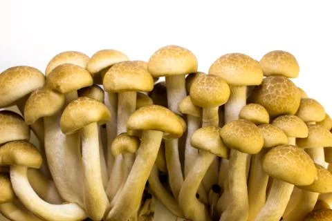Brown beech mushroom Stock Photos