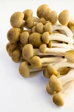 Brown beech mushroom Stock Photos