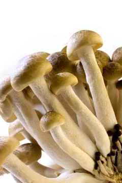 Brown beech mushroom Stock Photos