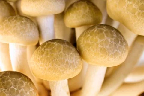Brown beech mushroom Stock-Fotos