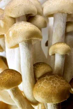Brown beech mushroom 库存照片