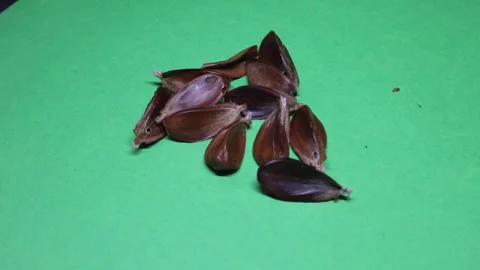Brown beechnuts and shells under beech trees in the fall Vídeos de archivo 346295004