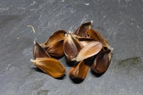 Brown beechnuts and shells under beech trees in the fall Stock Photos