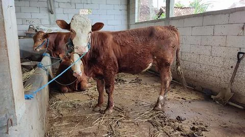 Brown beef cattle in the cage Stock Photos