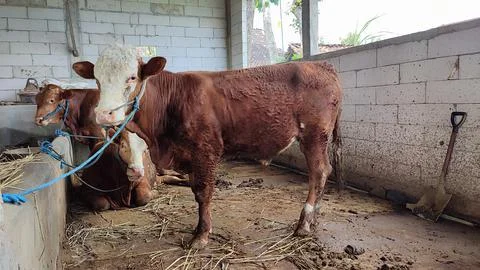 Brown beef cattle in the cage Stock Photos