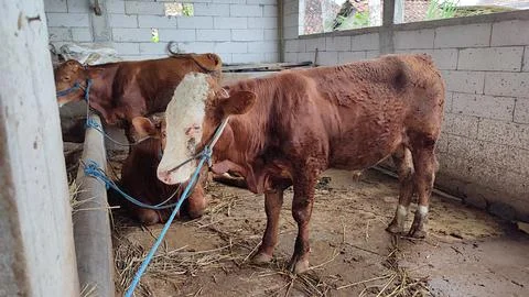 Brown beef cattle in the cage Stock Photos