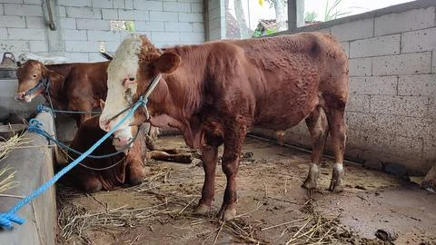 Brown beef cattle in the cage Stock Photos