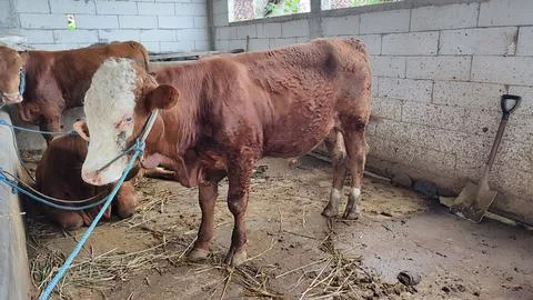 Brown beef cattle in the cage Stock Photos