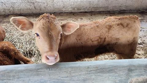 Brown beef cattle in the cage Stock Photos
