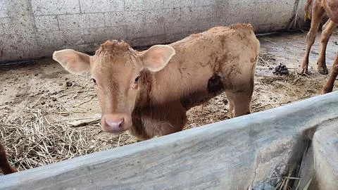 Brown beef cattle in the cage Stock Photos