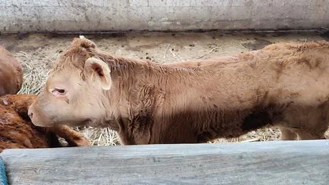 Brown beef cattle in the cage Stock Photos