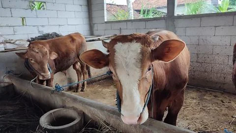 Brown beef cattle in the cage Stock Photos
