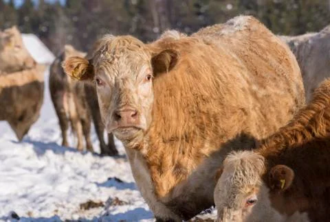 Brown beef cattle looking at camera Stock Photos