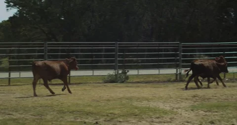 Brown Beef Cattle Running In Farm Corral During Summer Day Stock Footage 345713123