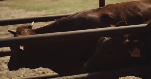 Brown Beef Cattle Standing In Metal Pen On Ranch Stock Footage 345713112
