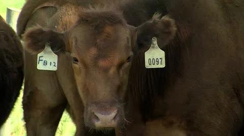 Brown beef cows in a field Stock Footage