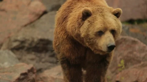 Brown beer walking on rocks Stock Footage 67452846