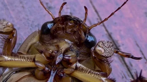 Brown Beetle brown on back, close up Stockbeeldmateriaal 54568368