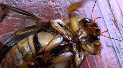 Brown Beetle brown on back, close up Stock Footage 54568394