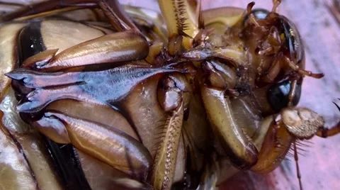 Brown Beetle brown on back Stock Footage 54568373