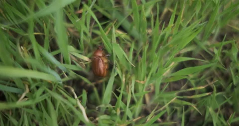 Brown beetle crawling on grass Stock Footage 155107457