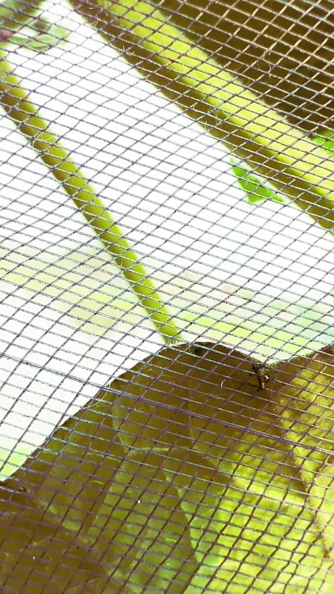 Brown Beetle Crawling on Mesh Netting, Animated Footage of Insect Movement Stock Footage 345550146
