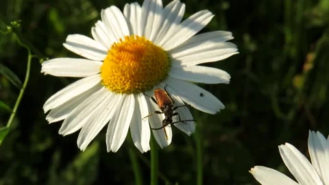 Brown beetle on a daisy flower Stock Footage 162257295