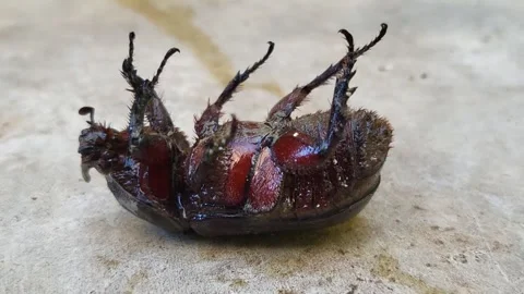 Brown Beetle Stock Footage 296045100