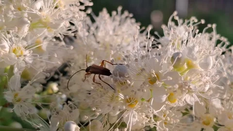Brown beetle Stock Footage 341676572