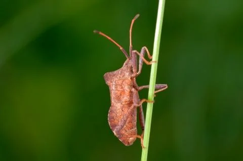 Brown beetle on a green stem. 스톡 사진