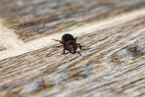Brown beetle insect crawling on a weathered wooden surface with natural Stock Photos